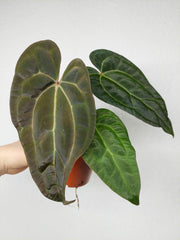 Anthurium Ace of Spades x Crystallinum Hybrid