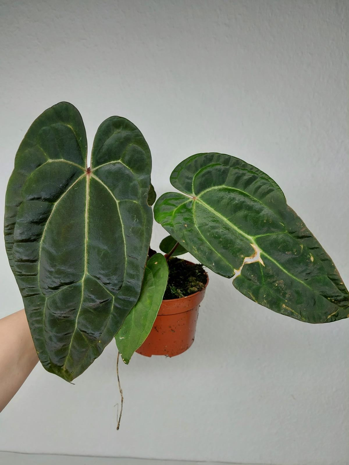 Anthurium Ace of Spades x Crystallinum Hybrid