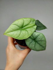 Alocasia Platinum