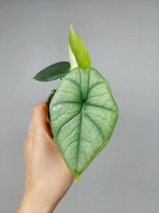 Alocasia Platinum