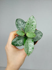 Hoya Mathilde Splash