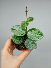 Hoya Mathilde Splash