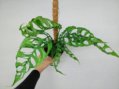 Monstera Obliqua Peru