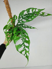 Monstera Obliqua Peru