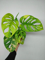Monstera Adansonii Aurea