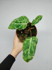 Philodendron Gloriosum Snow Leopard