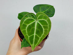 Anthurium Clarinervium