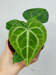 Anthurium Clarinervium