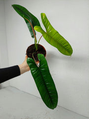 Philodendron Felix