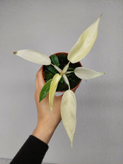 Philodendron Florida Ghost