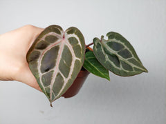 Anthurium Zara x Michelle X Red Crystallinum