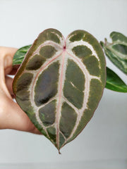 Anthurium Zara x Michelle X Red Crystallinum