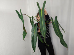 Philodendron Spiritus Sancti Adult