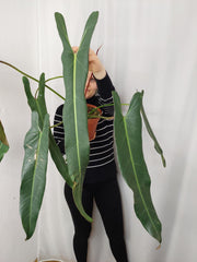 Philodendron Spiritus Sancti Adult