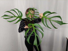 Monstera Burle Marx Flame Adult