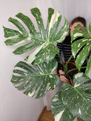 Monstera Thai Constellation XXL
