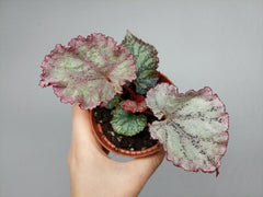 Begonia Pink Panther