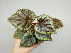 Begonia Ignita