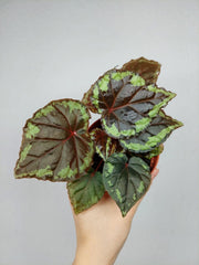 Begonia Ignita