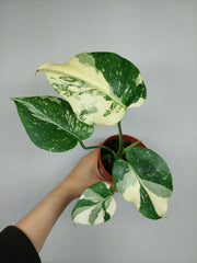 Monstera Thai Constellation viel Panaschierung