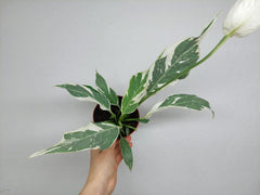 Spathiphyllum Diamond Silver Mutation