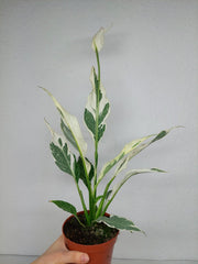 Spathiphyllum Diamond Silver Mutation