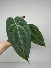 Anthurium Ace of Spades x Crystallinum Hybrid