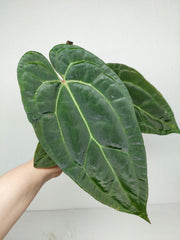 Anthurium Ace of Spades x Crystallinum Hybrid