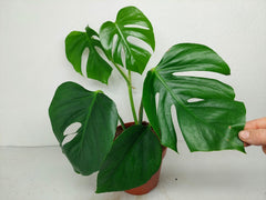 Monstera Sierrana Mexican Form