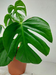 Monstera Sierrana Mexican Form