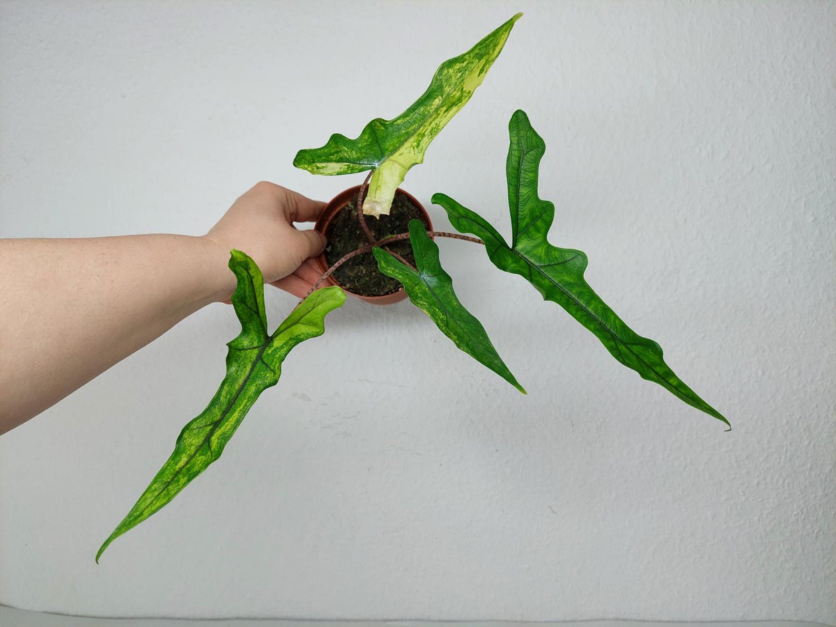 Alocasia Sabrina Aurea Variegata
