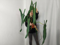 Philodendron Spiritus Sancti Adult