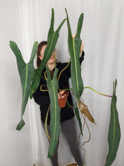 Philodendron Spiritus Sancti Adult