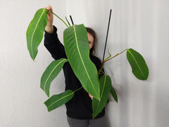 Philodendron Heterocraspedon