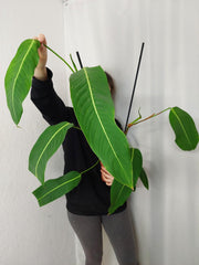Philodendron Heterocraspedon