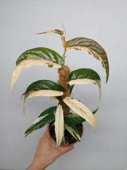 Ficus Sagittata Pink Variegata am Stab