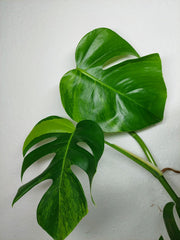 Monstera Aurea Stecklinge
