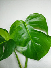 Monstera Aurea Stecklinge