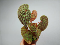 Begonia Chlorosticta