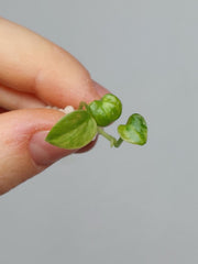 Anthurium Vittarifolium Aurea Seedling