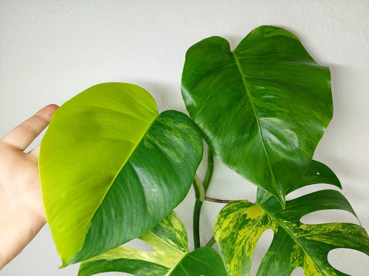 Monstera Aurea Stecklinge