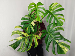 Monstera Aurea Adult