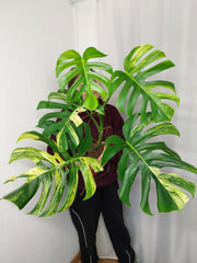 Monstera Aurea Adult
