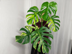 Monstera Aurea