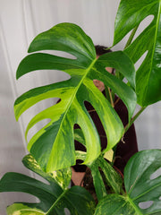 Monstera Aurea