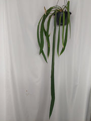 Anthurium Vittarifolium Groß