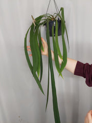 Anthurium Vittarifolium Groß
