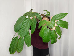 Trevesia Burckii
