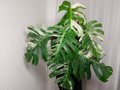 Monstera Variegata Adult