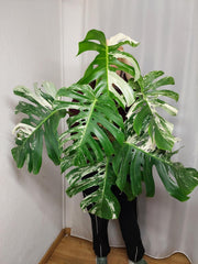 Monstera Variegata Adult